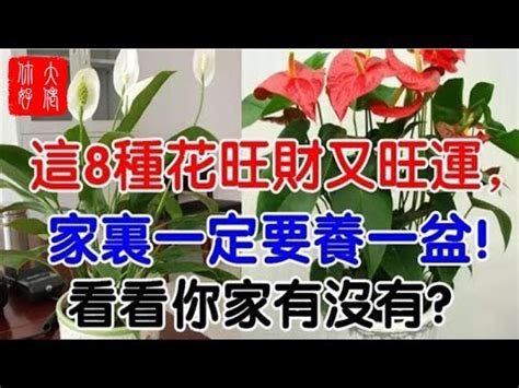 火鶴花風水|【火鶴花風水】火鶴花風水：旺桃花、擋煞，打造好風。